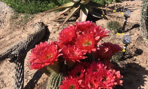 Desert Plant Collection, Nursery