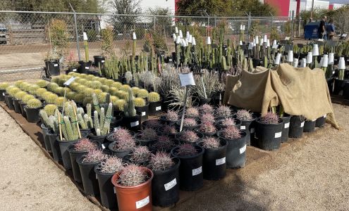 Arizona Cactus Sales