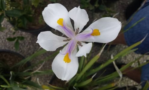 Silverbell Nursery & Co