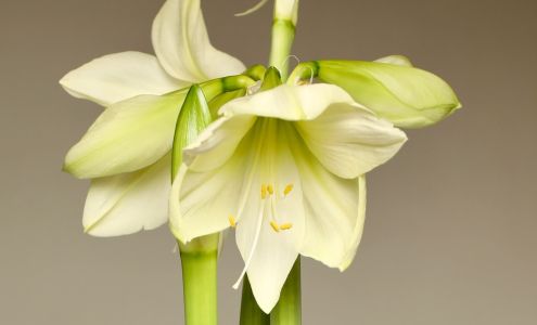 Amaryllis Bulb Co