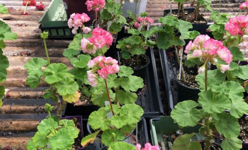 Ames Greenhouse & Antiques