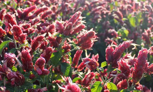 Parrish Gardens Plant Nursery Southwest Ranches