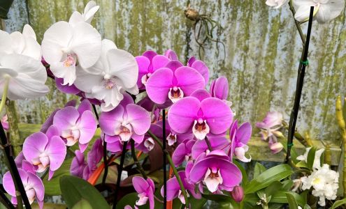 Ritter Orchids