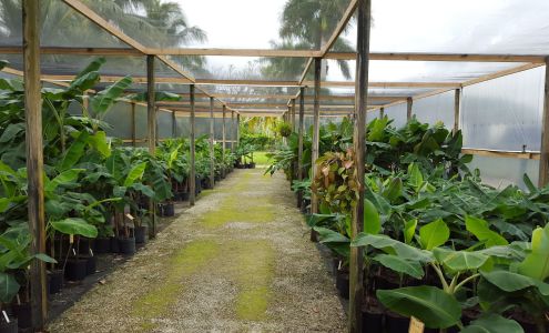 Going Bananas.(appointment only)