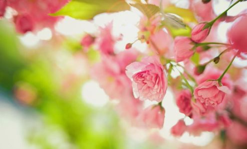 Idaho Flower Company