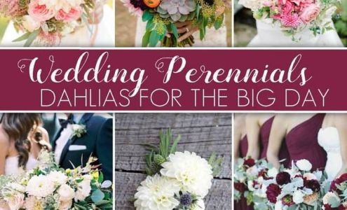 Morning Glory Flower Shop - Wilmette