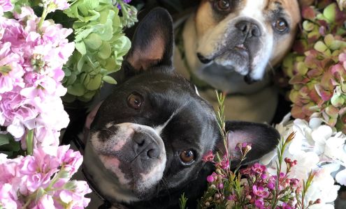 Evans Flowers & Greenhouse