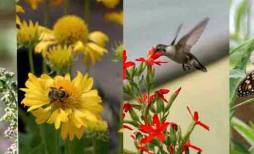 Bogie Lake Greenhouses