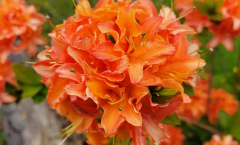 Pat's Greenhouse Granville