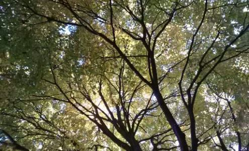 Dooley's Florist & Gifts