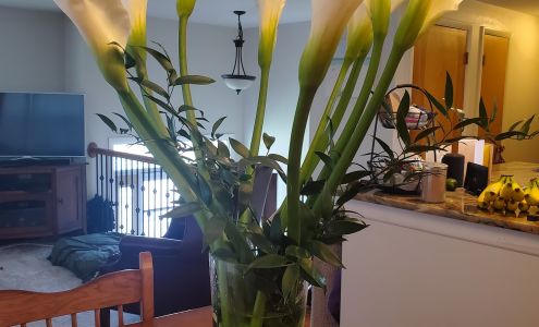 Marge Polito Florist & Gifts