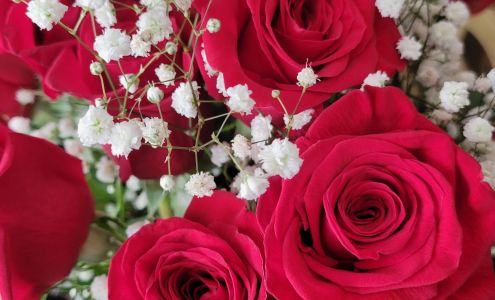 Queen Anna's Flowers