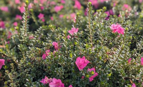 Greensboro Shrub Nursery