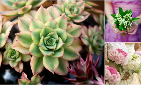 Morningside Greenhouse