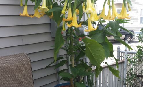 Rimmon Heights Florist