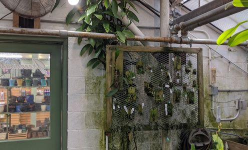 Little Brook Orchids