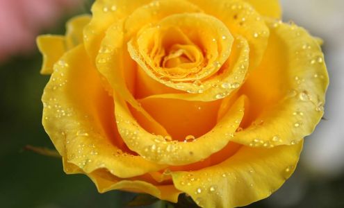 Ketler Florist and Greenhouse