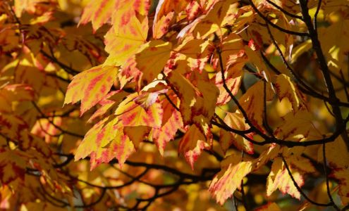 Pieter Bouterse Studio Inc