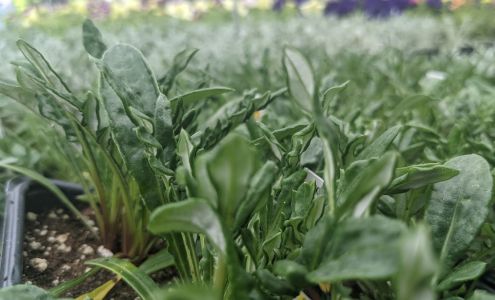 Thome Farms Greenhouse