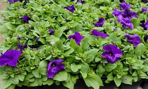 Texas Color Plants Inc