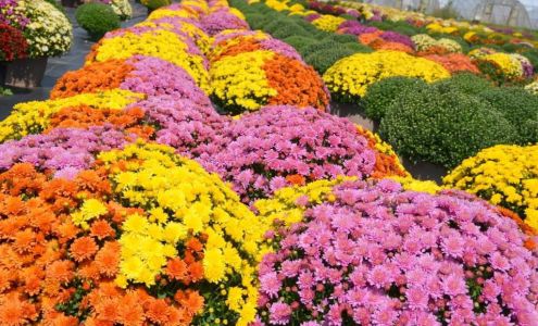 Nehm's Greenhouse & Floral