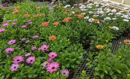 Hrnak's Flowers & Gifts