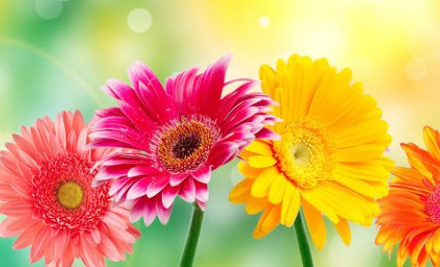 The White Lotus Florist