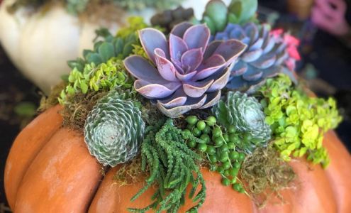 Succulents by Noelle DeMartini