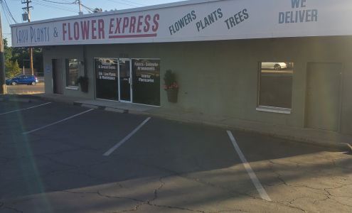 Flower Express / Sassy Plants