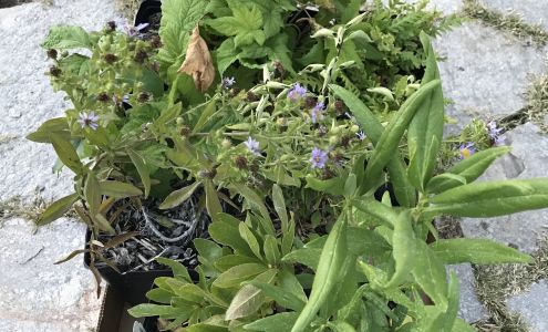 Floral Native Nursery