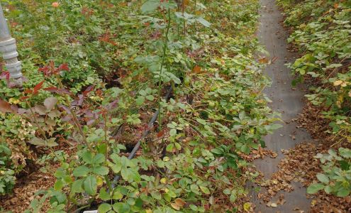 Neve Brothers Wholesale Cut