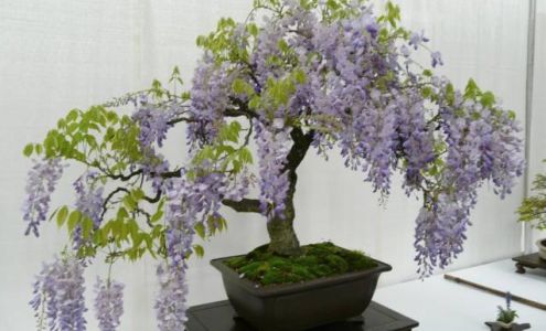 An Enchanted Florist