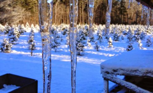 Mistletoe Acres Tree Farm