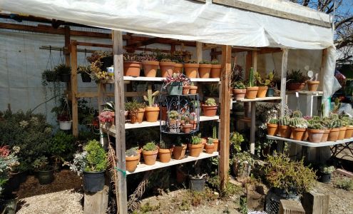Nursery Beautiful Plants