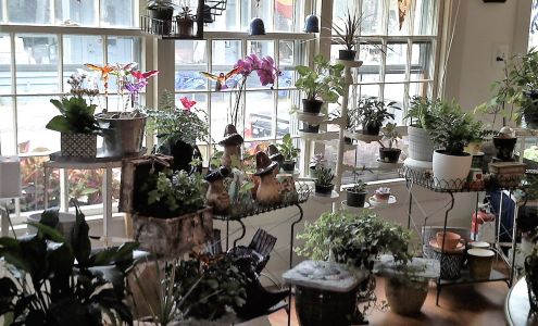 Water Lily Flowers and Gifts