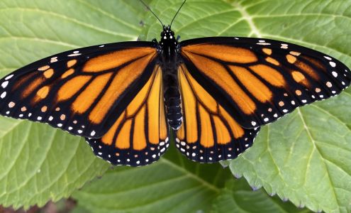 Coastal Landscaping and Garden Center