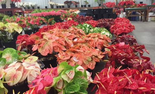 Green Point Nurseries