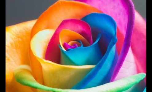 Belleview Florist Inc