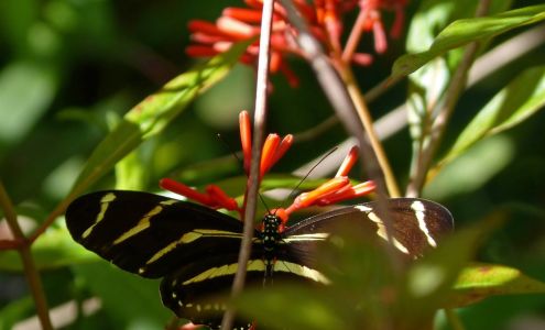 Florida Native Plants Nursery & Landscaping