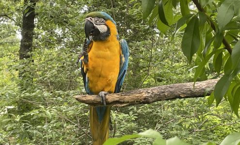 Nearly Native Nursery
