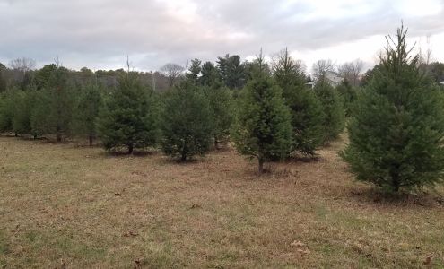 Petrongolo Evergreen Plantation