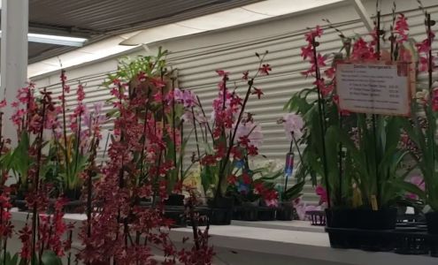 Gubler Orchids Inc. Landers