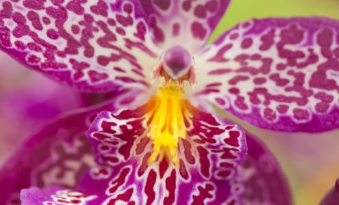 Gallup & Stribling Orchids