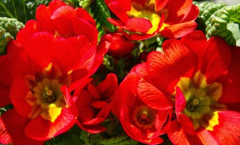 Kirk's Flowers & Really Neat Gifts