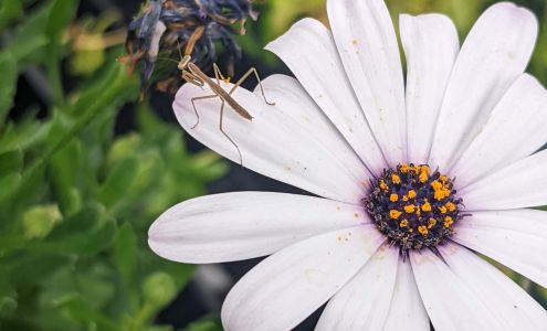 Teeter's Horticraft Enterprise