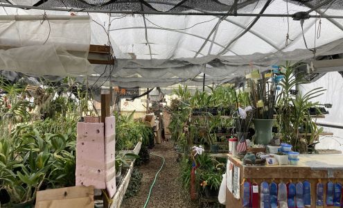 Anything Orchids & Plants