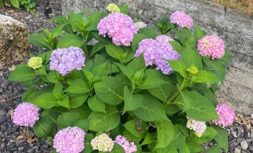 Fred's Greenhouse & Nursery Sorento