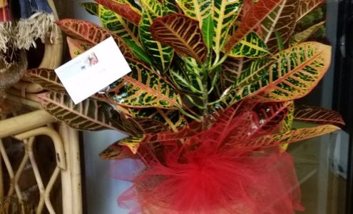 Ramona Flowers in Dewey