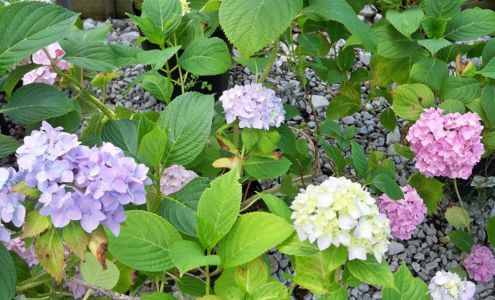 Rightway Garden Center