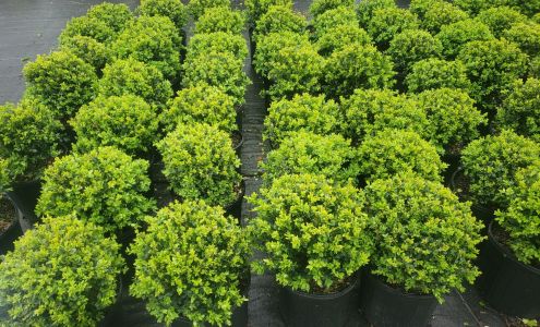 Berl Williams Landscaping & Nursery